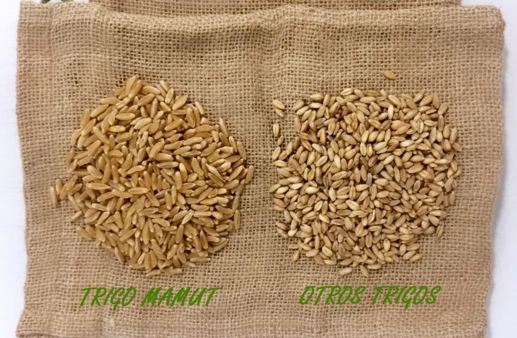 Propiedades del trigo Khorasan, el cereal con el grano más grande